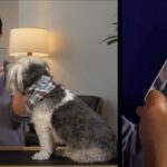 Hombre usando la función 'Live Camera' de ChatGPT en su móvil para analizar la imagen de un perro con pañuelo, demostrando la capacidad de la IA para interpretar el entorno en tiempo real.