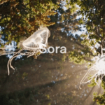 Representación artística de Sora de OpenAI, mostrando medusas flotando en un bosque iluminado por el sol, simbolizando la creatividad y la IA generativa.